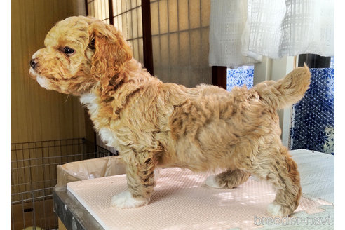 成約済の秋田県のマルプー:マルチーズ×トイプードル-334822の4枚目